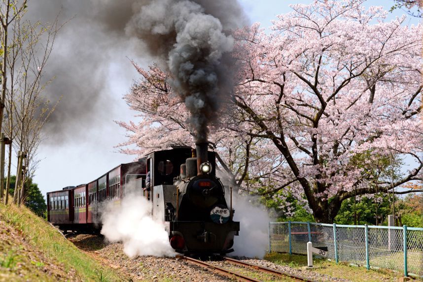 桜とこども汽車
